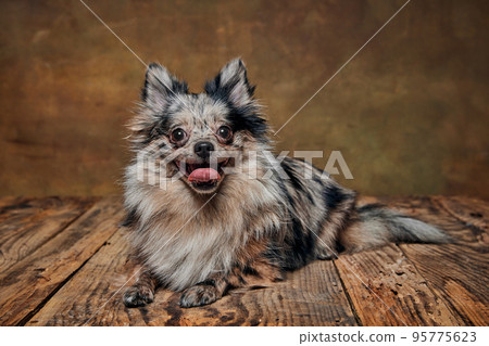 Portrait of cute small dog, Pomeranian spitz lying, posing with tongue sticking out isolated over dark background. Portrait of cute small dog, Pomeranian spitz lying, posing with tongue sticking out isolated over dark background. 95775623