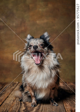 Portrait of cute small dog, Pomeranian spitz sitting and yawning isolated over dark background 95775627