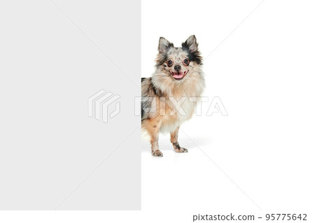 Portrait of cute small dog, Pomeranian spitz looking out the corner isolated over white background Portrait of cute small dog, Pomeranian spitz looking out the corner isolated over white background 95775642