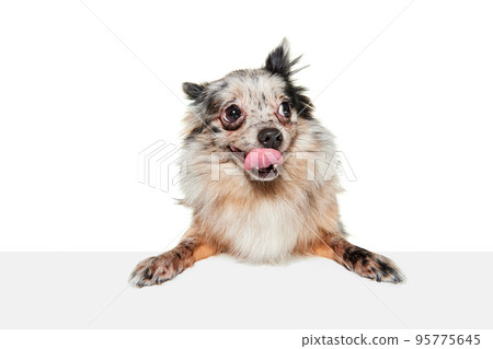 Portrait of cute small dog, Pomeranian spitz isolated over white background. Funny looking puppy Portrait of cute small dog, Pomeranian spitz isolated over white background. Funny looking puppy 95775645