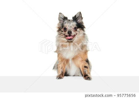 Portrait of cute small dog, Pomeranian spitz posing with tongue sticking out, looking at camera isolated over white background Portrait of cute small dog, Pomeranian spitz posing with tongue sticking out, looking at camera isolated over white background 95775656