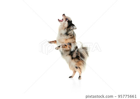 Portrait of cute small dog, Pomeranian spitz standing on hind legs, dancing isolated over white background. Catching toy 95775661
