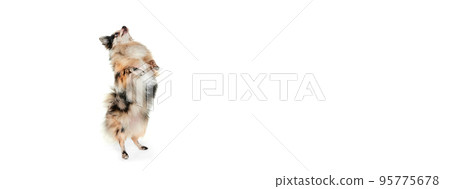 Portrait of cute small dog, Pomeranian spitz standing on hind legs, dancing isolated over white background. Flyer Portrait of cute small dog, Pomeranian spitz standing on hind legs, dancing isolated over white background. Flyer 95775678