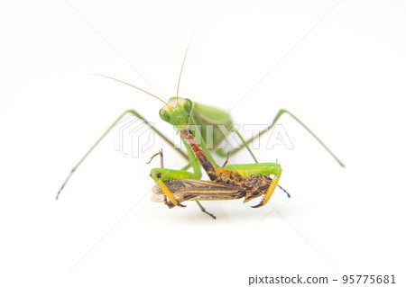 praying mantis eats a grasshopper close-up on a white background praying mantis eats a grasshopper close-up on a white background 95775681