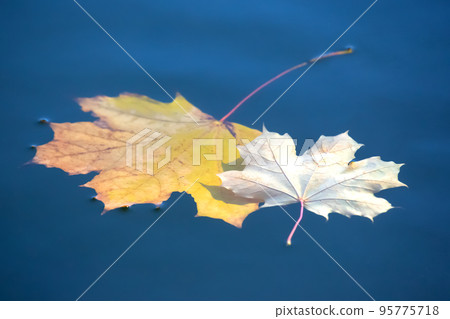 autumn leaf lies on the water of the lake. seasons of nature 95775718