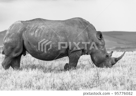 Rhino Bull Black White Wildlife Animal 95776082