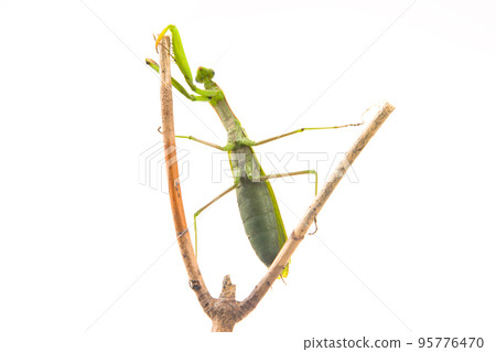 green praying mantis sits on a tree branch on a white background 95776470