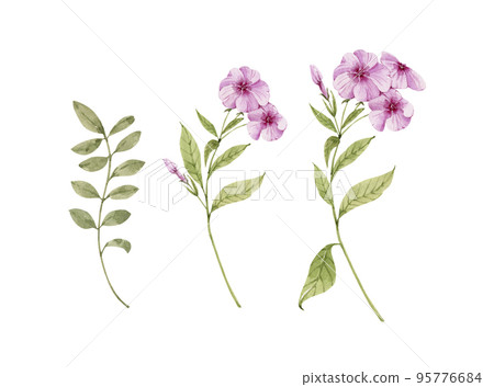 set of garden pink flowers and leaves. watercolor drawing, hand painted set of garden pink flowers and leaves. watercolor drawing, hand painted 95776684