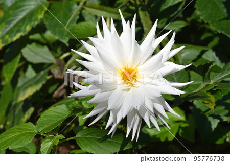 Dahlia 95776738