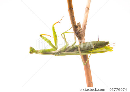 green praying mantis sits on a tree branch on a white background 95776974