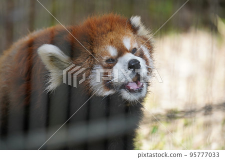 Lesser panda 95777033