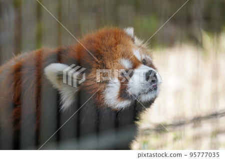 Lesser panda 95777035