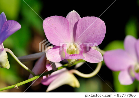 pink orchid flower or purple orchid, purple flowers or Bulbophyllum or dendrobium orchid or Dendrobium sp or ORCHIDACEAE 95777060