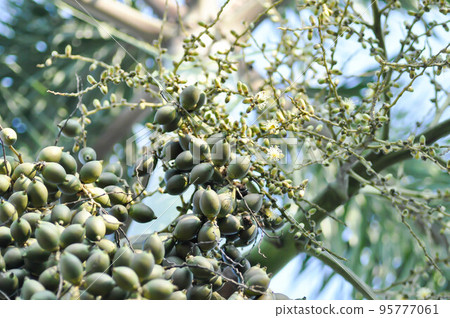 Wodyetia bifurcata, Wodyetia bifurcate AK Irvine or PALMAE or Foxtail Palm or palm seed 95777061