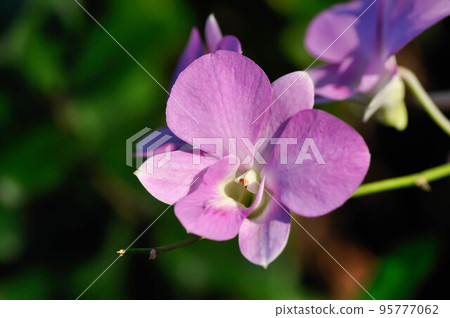 pink orchid flower or purple orchid, purple flowers or Bulbophyllum or dendrobium orchid or Dendrobium sp or ORCHIDACEAE 95777062