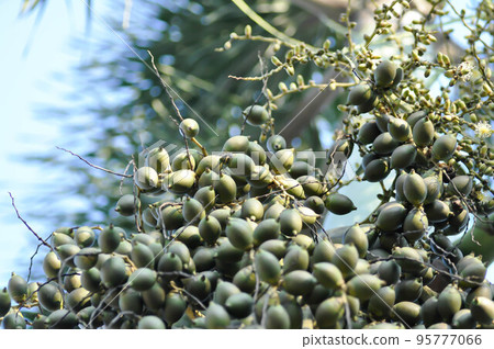Wodyetia bifurcata, Wodyetia bifurcate AK Irvine or PALMAE or Foxtail Palm or palm seed 95777066