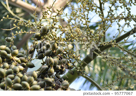 Wodyetia bifurcata, Wodyetia bifurcate AK Irvine or PALMAE or Foxtail Palm or palm seed Wodyetia bifurcata, Wodyetia bifurcate AK Irvine or PALMAE or Foxtail Palm or palm seed 95777067