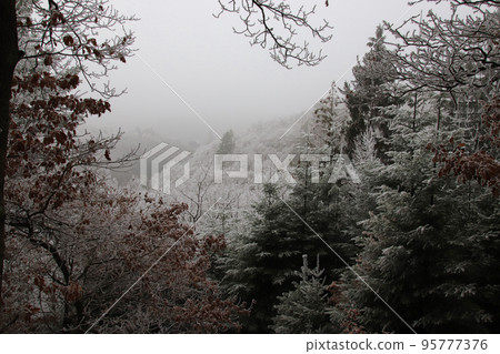 Dreamy scenic foggy view of the forest surrounding Bernkastel-kues as seen from Maria Zill viewpoint in Germany Dreamy scenic foggy view of the forest surrounding Bernkastel-kues as seen from Maria Zill viewpoint in Germany 95777376