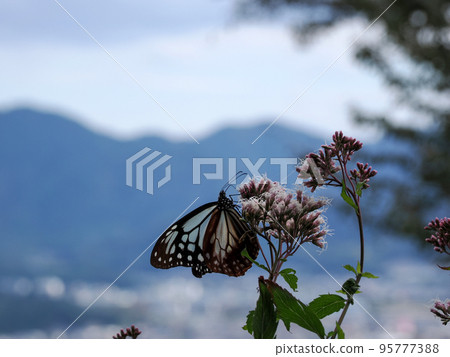 Scenery with traveling butterflies and chestnut butterflies 95777388