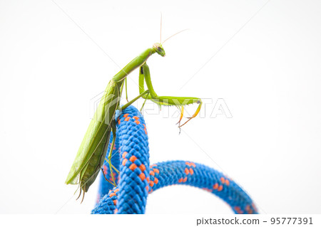 green praying mantis sits on a colored rope on a white background 95777391