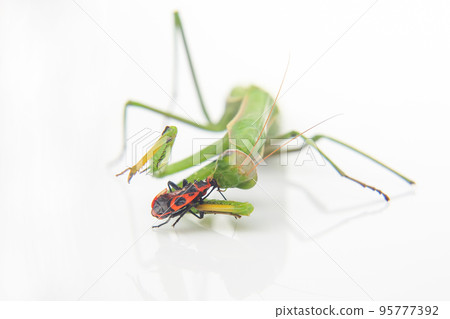 green praying mantis eats a beetle on a white background close-up. 95777392