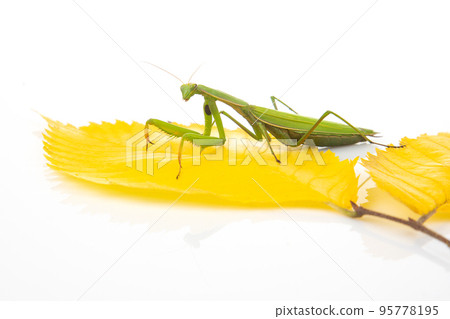 green praying mantis sits on a yellow autumn leaf on a white background. 95778195
