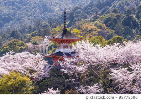 Tahoto pagoda surrounded by cherry blossoms, spring scenery of Miyajima, Itsukushima Shrine, Hiroshima tourist attraction, Miyajima in Aki 95778596