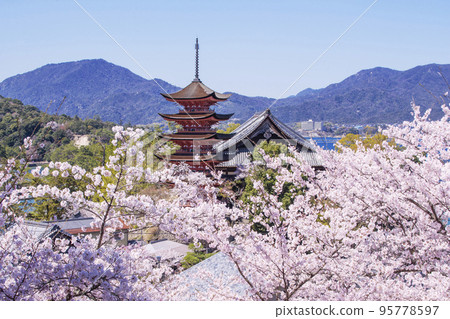 A five-storied pagoda surrounded by cherry blossoms Spring scenery of Miyajima Cherry blossoms, Itsukushima Shrine and Toyokuni Shrine Hiroshima tourist attractions 2023 G7 Summit A five-storied pagoda surrounded by cherry blossoms Spring scenery of Miyajima Cherry blossoms, Itsukushima Shrine and Toyokuni Shrine Hiroshima tourist attractions 2023 G7 Summit 95778597