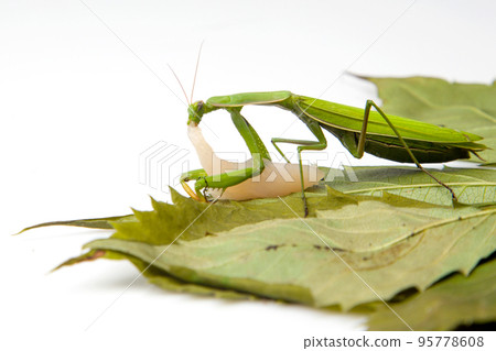 green praying mantis eats chicken fillet. insect predator. nature and zoology 95778608