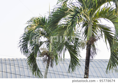 Wodyetia bifurcata, Wodyetia bifurcate AK Irvine or PALMAE or Foxtail Palm or palm seed 95778674