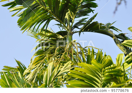 Areca nut, Areca nut palm or Areca palm or Betel nut palm or Betel Nuts or Areca catechu L or ARECACEAE or PALMAE or PALMACEAE or Areca nut seed Areca nut, Areca nut palm or Areca palm or Betel nut palm or Betel Nuts or Areca catechu L or ARECACEAE or PALMAE or PALMACEAE or Areca nut seed 95778676