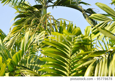 Areca nut, Areca nut palm or Areca palm or Betel nut palm or Betel Nuts or Areca catechu L or ARECACEAE or PALMAE or PALMACEAE or Areca nut seed 95778678