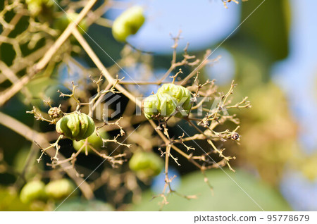 Tectona grandis, Teak or LAMIACEAE or teak plant or teak seed or teak flower Tectona grandis, Teak or LAMIACEAE or teak plant or teak seed or teak flower 95778679