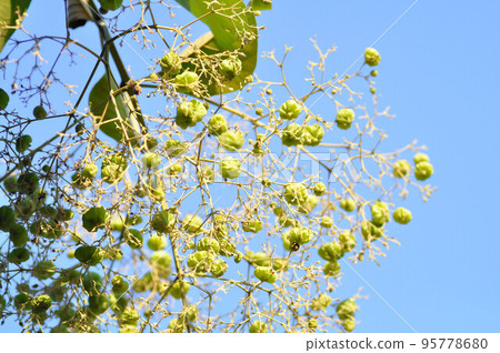 Tectona grandis, Teak or LAMIACEAE or teak plant or teak seed or teak flower Tectona grandis, Teak or LAMIACEAE or teak plant or teak seed or teak flower 95778680