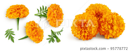 fresh marigold or tagetes erecta flower isolated on white background with full depth of field. Top view. Flat lay 95778772