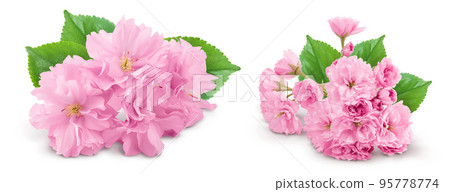 Sakura flower cherry blossom isolated on white background with full depth of field Sakura flower cherry blossom isolated on white background with full depth of field 95778774