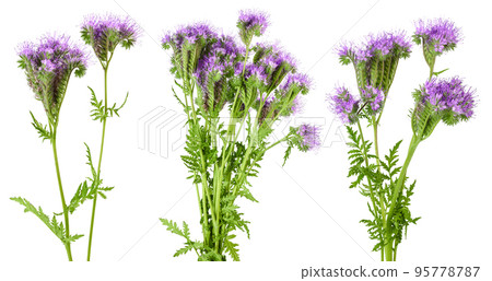 Phacelia flower isolated on white background with full depth of field Phacelia flower isolated on white background with full depth of field 95778787