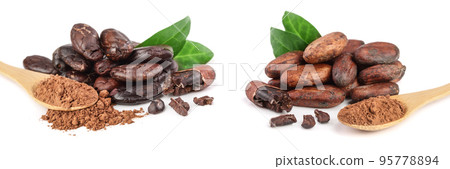 peeled cocoa bean with leaf and cocoa powder in wooden spoon isolated on white background 95778894