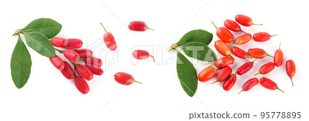 fresh barberry twig with leaves isolated on a white background 95778895