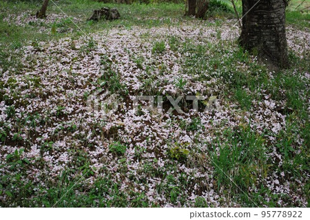 17 Watari Azahara, Fukushima City 花見山公園 農田面積約 95778922