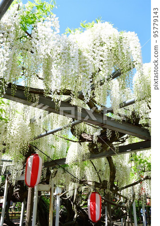 八王子寺的白紫藤（新潟縣） 95779143