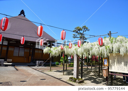 八王子寺的白紫藤（新潟縣） 95779144