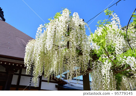 八王子寺的白紫藤（新潟縣） 95779145