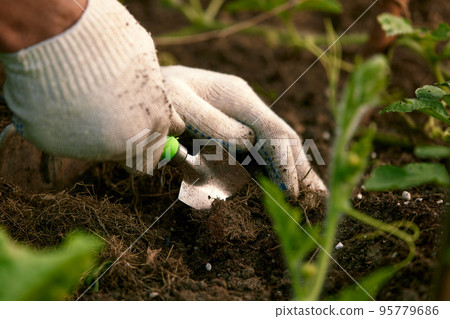 Human hands and tomato seedling against soil fertilized by mulch. Farmer plants tomato seedlings in open ground. Spring work in kitchen-garden, vegetable crop cultivation, farming concept Human hands and tomato seedling against soil fertilized by mulch. Farmer plants tomato seedlings in open ground. Spring work in kitchen-garden, vegetable crop cultivation, farming concept 95779686