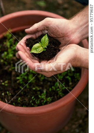 A male farmer holds a tree seedling in his hand to plant in the vegetable plot. Seedling plant sprout in soil. Concept agriculture farming 95779687