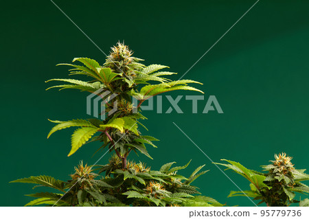 Cannabis bush close up. Tetrahydrocannabinol macro. Medical marijuana footage for design and decoration. Biological pattern. 95779736