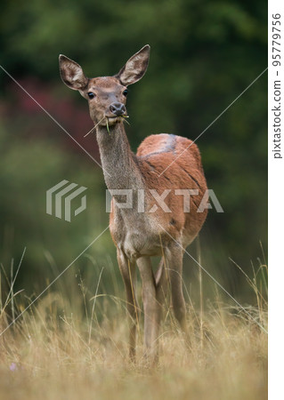 Red deer looking on grassland in autumn in vertical shot Red deer looking on grassland in autumn in vertical shot 95779756