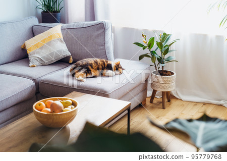 Multicolor cat pet sleeping on the gray couch in modern scandinavian interior of living room with many green house plants. Biophilia style. Cosy, hygge home interior design. Selective focus 95779768