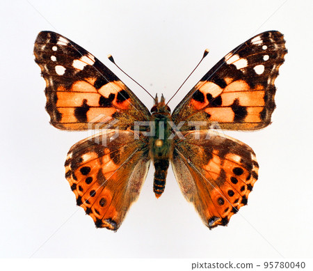 Butterfly isolated on white. Painted Lady Vanessa cardui orange black butterfly macro. Collection butterflies, nymphalidae, lepidoptera, entomology Butterfly isolated on white. Painted Lady Vanessa cardui orange black butterfly macro. Collection butterflies, nymphalidae, lepidoptera, entomology 95780040
