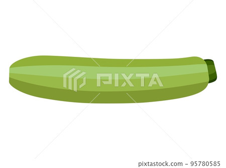 Vegetable marrow. Vector graphics on a white background. 95780585